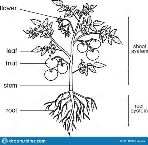 Plant Morphology, Tomato Drawing, Tanaman Tomat, Presidential Portraits, Homeschool Nature Study, Plant Sketches, Pepper Plant, Body Part Drawing, Fruit Coloring Pages