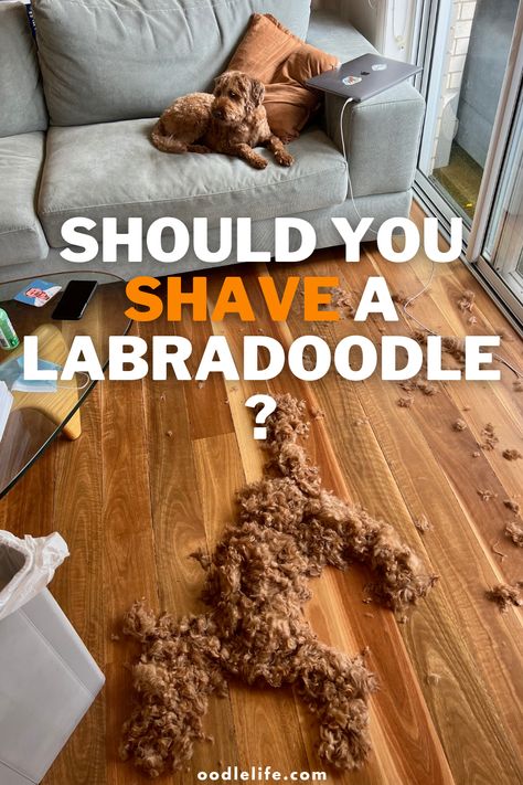 Shaved Labradoodle, Labradoodle Retriever, Labradoodle Hair, Labradoodle Haircut Style, How To Properly Shave, Labradoodle Haircut, Labradoodle Grooming, Labradoodle Miniature, Shaving Cut