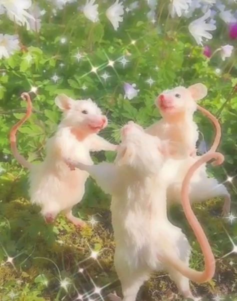 Cute Rat Aesthetic, Funny Rats, Cute Rats, Foto Art, Silly Animals, Cute Mouse, Cute Animal Photos, Indie Kids, Hamsters