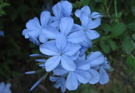 Blue Jasmine Flower, Jasmine Smell, Common Jasmine, Jasmine Sambac Flower, Jasmine Grandiflorum, Asiatic Jasmine, White Flowering Shrubs, Valentine's Flowers, Flower Jasmine