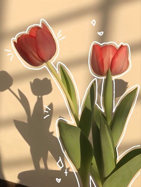 Aesthetic Tulip Wallpaper, Tulip Aesthetic Wallpaper, Cute Tulips Wallpaper, Wallpaper Tulips Aesthetic, Wigets Pictures Aesthetic, Pink Tulips Aesthetic, Tulips Aesthetic Wallpaper, Flowers Aesthetic Tulips, Tulips Wallpaper Aesthetic