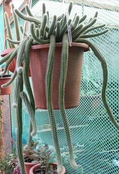 14 Cacti and Succulents that Hang or Trail (With Pictures) Peanut Cactus Plants, Trailing Cactus Plants, Peanut Cactus Care, Hanging Cactus Plants, Trailing Cactus, Unique Cactus Plants, Fake Cactus Plants, Peanut Cactus, Hanging Cactus