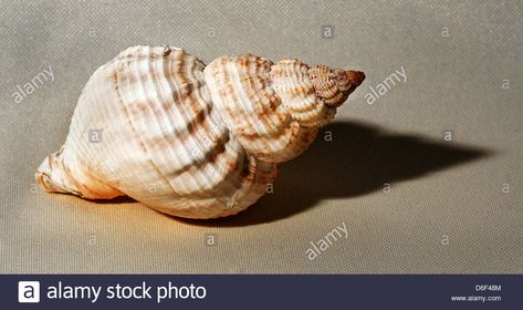 Shell Images, Snail Image, Whelk Shell, Sea Snail, Sea Shells, Vector Illustration, Shells, Stock Images, Resolution