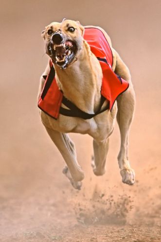 This is terrifying.  Greyhound - The World's Fastest Dog Demon Photography, Greyhound Breed, Racing Dogs, Dog Racing, Greyhounds Racing, Speed Demon, Greyhound Art, What Dogs, Grey Hound Dog