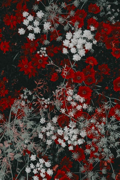 Red And Grey Aesthetic Wallpaper, Red And Gray Aesthetic, Gray And Red Aesthetic, Grey And Red Aesthetic, Red And Grey Aesthetic, Red And Grey Wallpaper, White Aesthetics, Japanese Phrases, Vegas Outfit