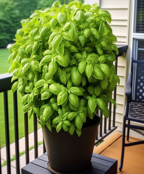 Growing In Pots And Containers, How To Plant Basil In A Pot, Grow Basil From Clippings, Basil Plants In Pots, Planting Basil In Pots, How To Plant Herbs In Pots, How To Grow Basil Outdoors, Basil Plant Care Outdoors, How To Grow Basil In A Pot