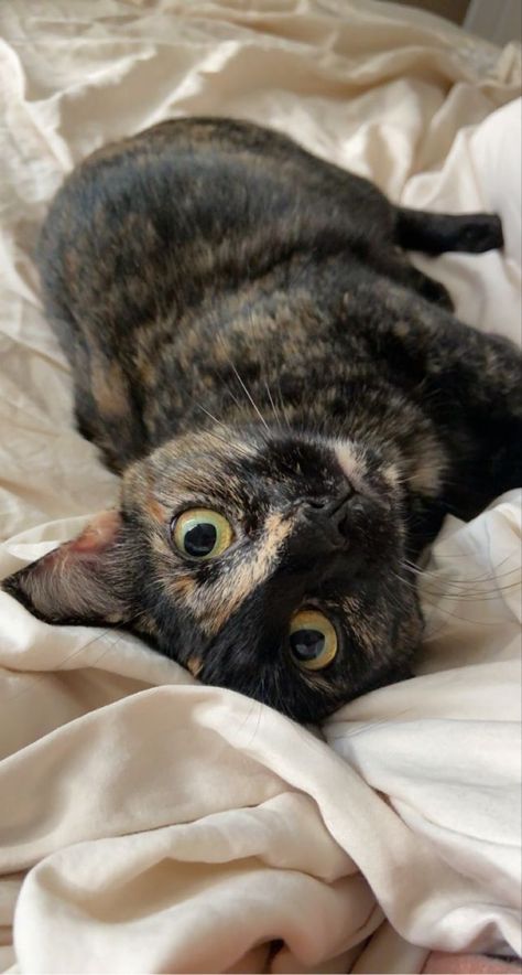 Tortoise Cat Kittens, Tortoise Shell Cat Aesthetic, Tortie Cat Aesthetic, Tortoiseshell Cat Aesthetic, Tortishell Cat Aesthetic, Tortoishell Cats, Torti Cat, Tortoise Cats, Tortie Kitten