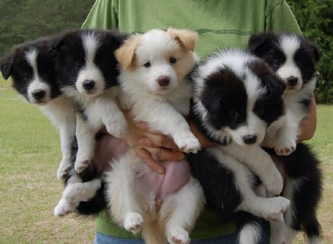 This is a 100% real picture of you in the future. Border Collie Colors, Collie Puppies, Border Collie Puppies, Labrador Retriever Puppies, Herding Dogs, Border Collie Dog, 12 Signs, Border Collies, Collie Dog