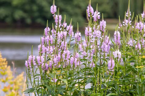 Obedient Plant (False Dragonhead): Care & Growing Guide False Dragonhead, Physostegia Virginiana, Obedient Plant, Garden Fun, Missouri Botanical Garden, Pollinator Garden, Pink And Purple Flowers, Garden Recipes, Native Garden