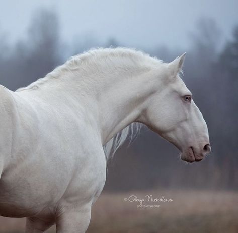 Albino Horse, Unusual Horse, Lusitano Horse, Horse Reference, Horse Anatomy, Horse Inspiration, Horse Aesthetic, Most Beautiful Horses, Pretty Animals