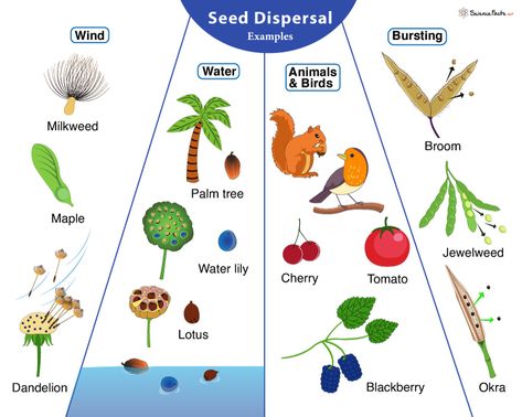 Seed Dispersal, Paper Dolls Clothing, 2nd Grade, Paper Dolls, Different Types, Seeds, Dolls, Animals, Quick Saves