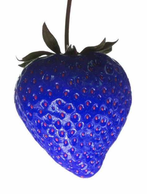 Blue Foods, Funny Vegetables, Purple Board, Strange Fruit, Purple Food, Blue Strawberry, Blue Stuff, Rainbow Fruit, Blue Board