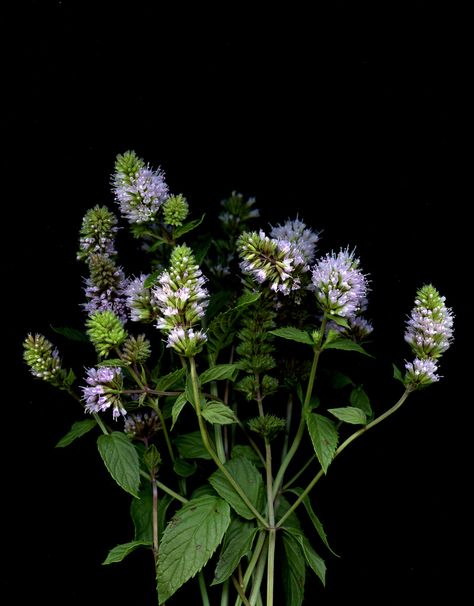 Peppermint - Mentha piperita Peppermint Plant Indoor, Peppermint Flower, Cat Mint Plant, Peppermint Plant, Mentha Spicata, Pilea Microphylla Variegata, Flower Language, Peppermint, Planting Flowers