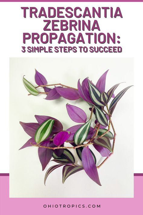 Wondering Jew Plant, Zebrina Plant, Wondering Jew, Propagation Tips, Tradescantia Zebrina, Wandering Jew Plant, Wandering Jew, Plant Care Houseplant, Plant Propagation