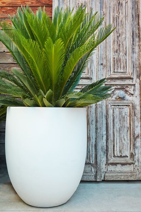 White Flower Pots Outdoor, White Planters Outdoor, White Planters Indoor, White Plant Pots, Bungalow Backyard, Planters Ideas, Fence Planters, Coastal Garden, Flora Grubb