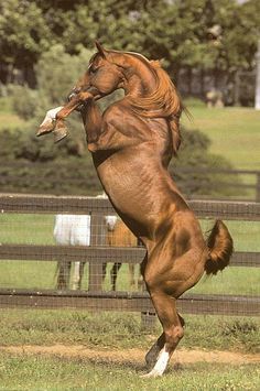 Strength Brown Horse Ahal Teke, Horse Beautiful, Horse Rearing, Regnul Animal, Most Beautiful Horses, Majestic Horse, Beautiful Horse, Brown Horse, All The Pretty Horses