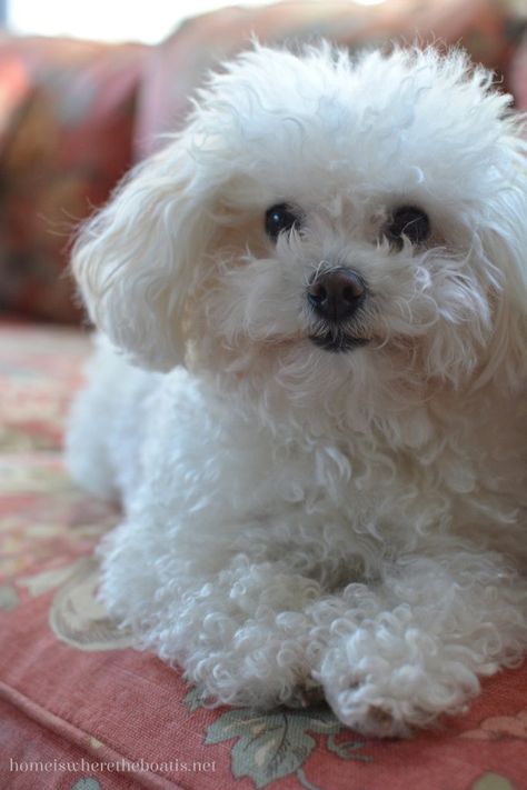 Cute White Dog, Dog Therapy, Cute White Dogs, Bichon Dog, Bichon Frise Puppy, French Poodle, Dog White, Maltipoo Puppy, Bichon Frise Dogs