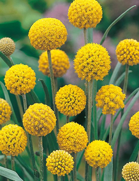 Billy Buttons, In The Garden, Yellow Flowers, The Garden, Seeds, Yellow, Flowers, Green