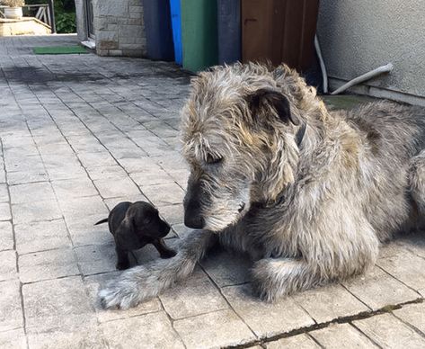 Irish Wolfhounds Photos That Show How Large And Awesome They Are Wolfhound Puppies, Dog Yawning, Irish Wolfhound Puppies, Family Dogs Breeds, Irish Wolfhound Dogs, Wolfhound Dog, Whippet Puppies, Tattoo Animal, Sight Hounds