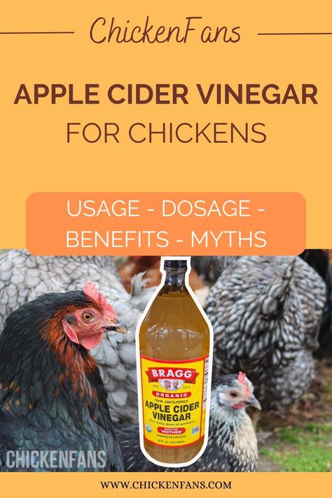 As a responsible chicken keeper, you’re probably constantly looking for ways to treat common diseases and prevent illness. One of the natural remedies often used for poultry illnesses is apple cider vinegar. Let’s take a closer look at what apple cider vinegar can do for your flock with the help of our vet experts. Acv For Chickens, Apple Cider Vinegar In Chicken Water, Apple Cider Vinegar For Chickens Water, Apple Cider Vinegar For Chickens, Vinegar Chicken Marinade, Apple Cidar Vinegar, Apple Cidar, Best Apple Cider Vinegar, Apple Cider Vinegar Chicken