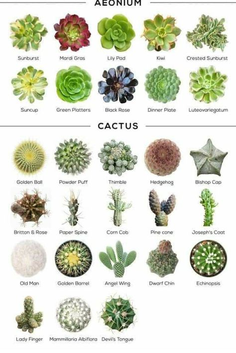 Cacti Succulent Names, Types Of Succulents Plants, Kaktus Dan Sukulen, Zone 9, Succulent Garden Diy, Types Of Succulents, Succulent Gardening, Drought Tolerant Plants, Cactus Y Suculentas