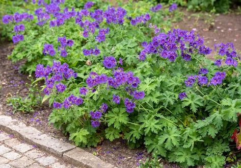 Purple Perennials, Geranium Care, Tiny Garden Ideas, Coral Bells Heuchera, Cranesbill Geranium, Easy Perennials, Shade Loving Perennials, Hardy Geranium, Light Purple Flowers