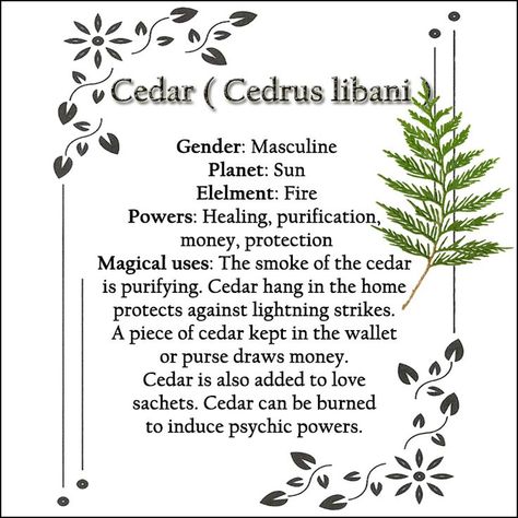 Cedar Witchcraft, Herbal Witch, Pagan Yule, Magickal Herbs, Lucky Plant, Witch Wand, Green Witchcraft, Plant Magic, Magical Tree