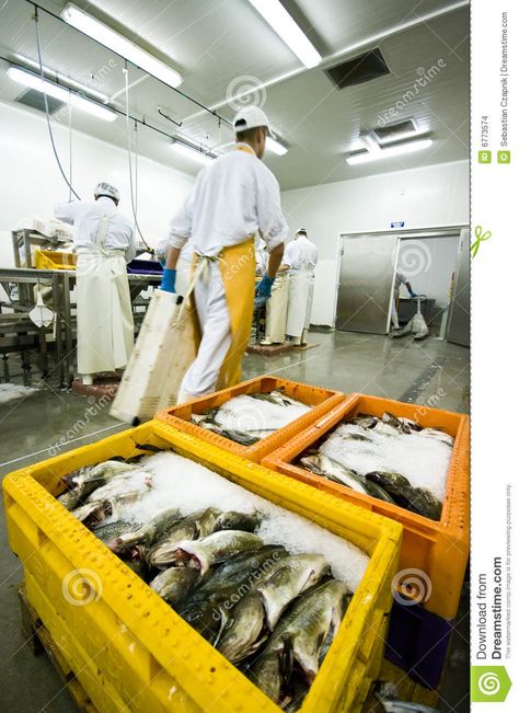 Fish Factory, Fish In The Percolator, Fish Market Photography, Fresh Water Community Fish, Fresh Fish Market, Fish Farming, Photo Image, Stock Images, Graphic Tees