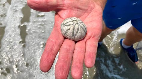 An hour north of Myrtle Beach SC, Holden Beach NC has been a good spot for seashell hunting because of its recent sand renourishment. Holden Beach North Carolina, Holden Beach Nc, Coastal Carolina University, Nc Beaches, Holden Beach, Coastal Carolina, Myrtle Beach Sc, Oak Island, Myrtle Beach