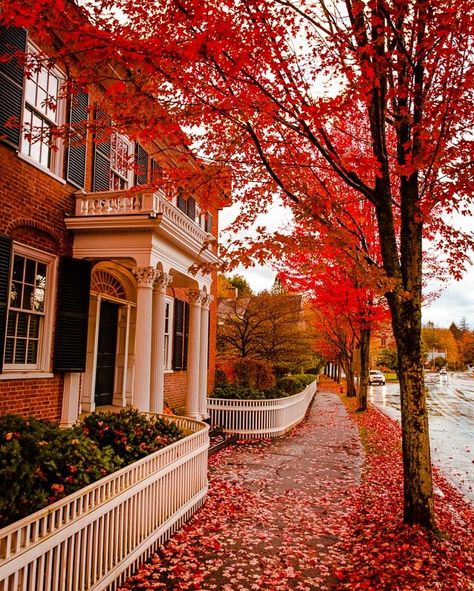 Home / Twitter England Bucket List, Fall In New England, Red Maple Tree, Apple Orchards, Maple Trees, New England Travel, New England Fall, Autumn Scenes, Autumn Scenery