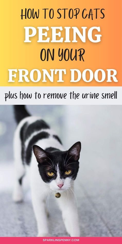 cat  - pin is about how to stop cats peeing on your front door and how to remove the cat pee smell Cat Toilet Ideas, Cat Pee Smell Removal, Remove Cat Urine Smell, Cat Urine Remover, Cat Pee Smell, Cat Urine Smells, Smell Remover, Toilet Ideas, Pee Smell