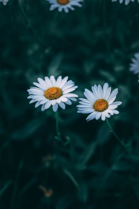 Daisy Summer Flower professionally printed on photo paper or metal. For other size options feel free to reach out. Frame not included Beautiful Plants Photography, Aesthetic Plant Photos, Flower Identification, Beautiful Flowers Photos, Plant Photography, Pretty Landscapes, Flower Photography, Tree Drawing, Pretty Photos