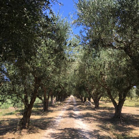 An olive grove is the perfect scenery for your destination weding in Greece! Greek Countryside, Olive Farm, Patina Farm, Olive Grove, Secluded Beach, Olive Gardens, Olive Garden, Beautiful Villages, Travel Europe