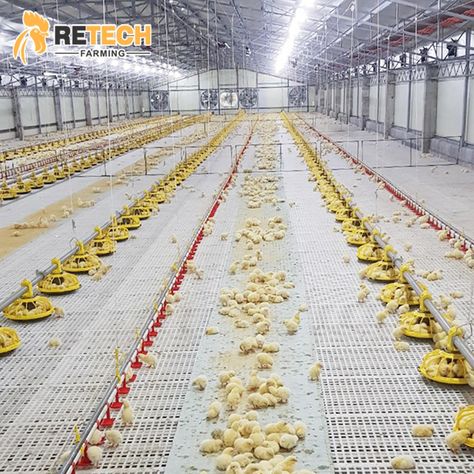 Fully Automatic Feeding Line System Pan Feeder Nipple Drinker Poultry Farming Equipment for broiler chicken products https://m.alibaba.com/product/62370528726/Fully-Automatic-Feeding-Line-System-Pan.html?__sceneInfo={"cacheTime":"1800000","type":"appDetailShare"} Raising Chicken, Poultry Equipment, Broiler Chicken, Chicken Cages, Chicken Feeder, Cooling Pad, White Grid, Poultry Farm, Fence Landscaping