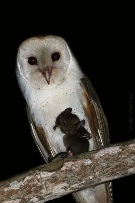 Barn Owl with a snack Midnight Snack, Pretty Animals, Arte Inspo, Silly Animals, Barn Owl, Art Reference Photos, Beautiful Creatures, Dark Aesthetic, Animal Photography