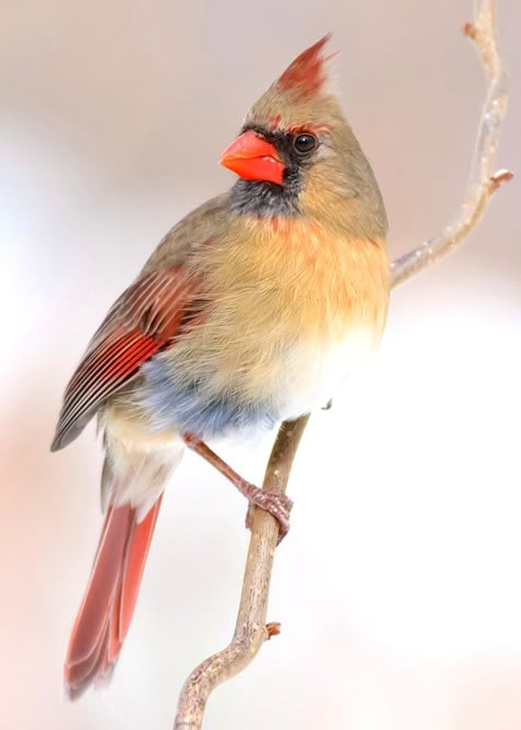 Cardinal Birds Art, Cardinal Painting, Female Cardinal, Bird Facts, Northern Cardinal, Cardinal Bird, Cardinal Birds, Backyard Birds, Bird Pictures