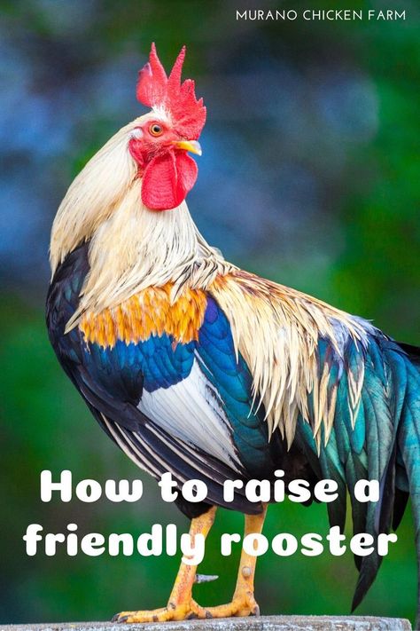 How To Make Your Chickens Friendly, Roosters And Chickens, Storage For Chicken Supplies, Rooster Coop Ideas, How To Care For Chickens, Chicken Tips Backyard, Chicken Activities For Coop, Chicken Entertainment Ideas, Raising Chickens Diy