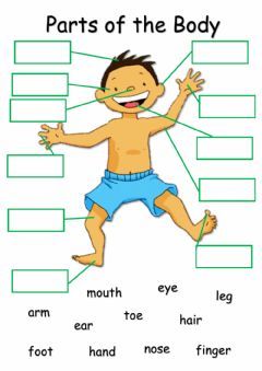 Body Parts Language: English Grade/level: Grade 2 School subject: English as a Second Language (ESL) Main content: Body Parts Other contents: Body Worksheet, Body Parts For Kids, Digital Worksheets, Human Body Worksheets, Body Parts Preschool, English Activities For Kids, English Worksheets For Kids, Parts Of The Body, English Lessons For Kids