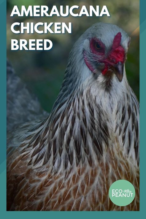 Americauna Chickens, Americana Chickens, Ameraucana Chicken, Backyard Homestead, Egg Production, Chicken Breeds, Raising Chickens, Chickens Backyard, Need To Know