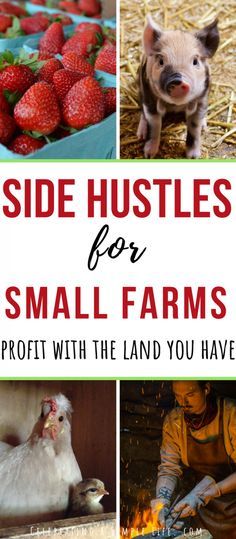 Small Homestead, Kleiner Pool Design, Small Farms, Homestead Farm, Farm Business, Homesteading Skills, Future Farms, Hobbies To Try, Mini Farm