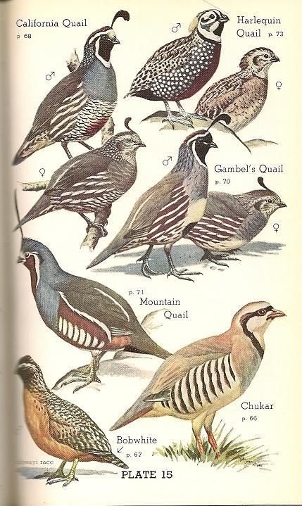 Quail! Chukar Hunting, Quail Breeds, Raising Quail, Quail Hunting, Bird Identification, Quails, Bird Poster, Bird Hunting, Game Birds