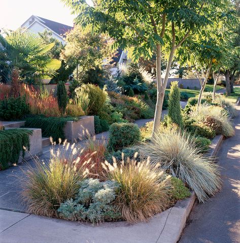 Sidewalk Landscaping, Grass Design, Australian Native Garden, Drought Tolerant Garden, Drought Tolerant Landscape, Front Yard Design, Grasses Landscaping, Australian Garden, Low Maintenance Landscaping