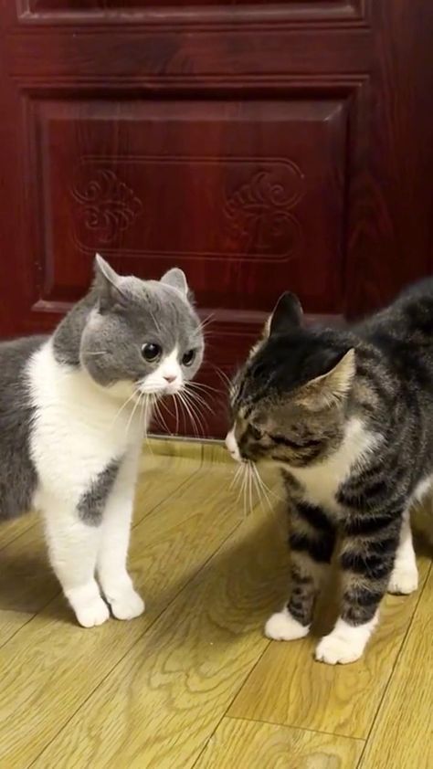 Cat Talking, Talking Cats, Cats Talking, Talking Cat, Meme Cat, Talking Animals, Cat Talk, Memes Video, Quality Memes