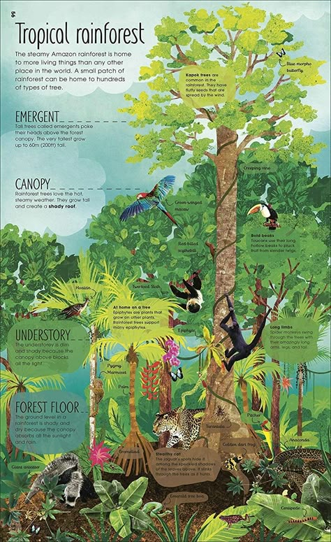 Rainforest Project, Forest Resources, About Trees, Magic And Mystery, Amazon Forest, Forest And Wildlife, Infographic Poster, Natural Science, Amazon Rainforest