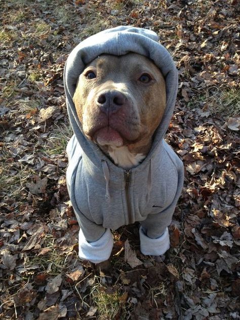 Proud pittie keepin' warm. Pitbull