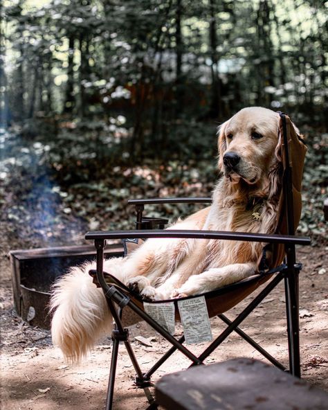 Golden Retriever Camping, Spoiled Dogs, Hiking Pictures, Dog Camping, Outdoor Dog, Dog Photography, Sweet Animals, Little Dogs, Dog Photos