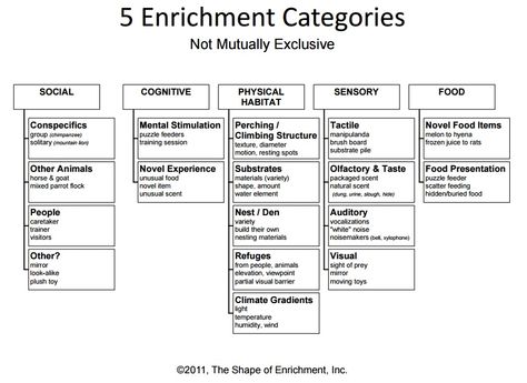 5 Enrichment Categories from www.enrichment.org Animal Shelter Enrichment Ideas, Wildlife Rehabilitation Enrichment, Bird Enrichment Ideas, Pet Rat Enrichment, Enrichment For Zoo Animals, Zoo Enrichment Ideas, Rodent Enrichment, Rat Snacks, Wolf Enrichment