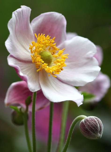 Flower Reference, Live Flowers, Japanese Anemone, Small Pink Flowers, Reference Pics, Beautiful Pink Flowers, Anemone Flower, Flowers Perennials, Reference Photos