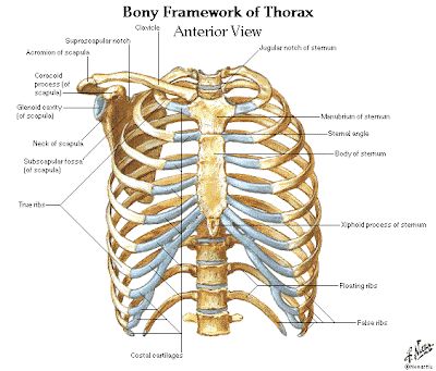 Dentistry and Medicine: Thorax,Lungs,Heart Anatomy and Physiology Diagrams Free Download Rib Cage Anatomy, Thoracic Cage, Human Rib Cage, Axial Skeleton, Lung Anatomy, Human Skeleton Anatomy, Body Bones, Anatomy Bones, Gross Anatomy