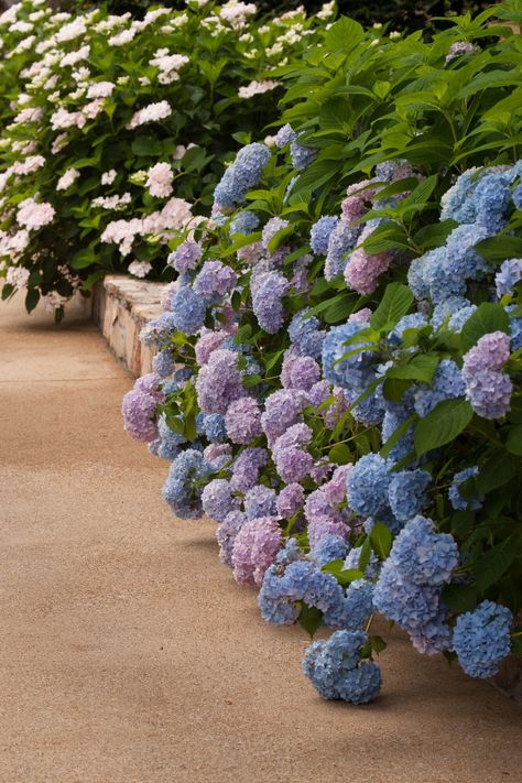 2. What are “mophead” and “lacecap” flowers? Hydrangeas Landscaping, Hydrangea Plant Care, Mophead Hydrangea, French Hydrangea, Hydrangea Landscaping, Big Leaf Hydrangea, Bigleaf Hydrangea, Hydrangea Varieties, Smooth Hydrangea